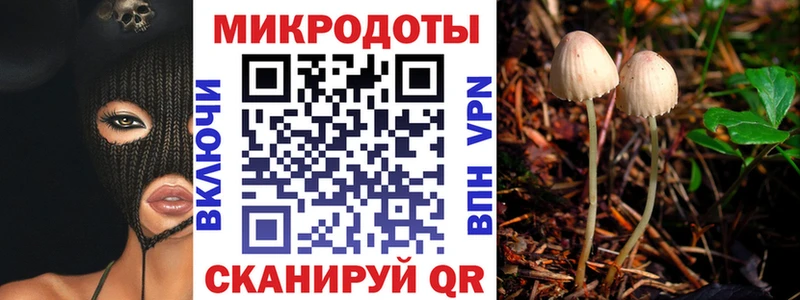 Галлюциногенные грибы Psilocybine cubensis  Махачкала 