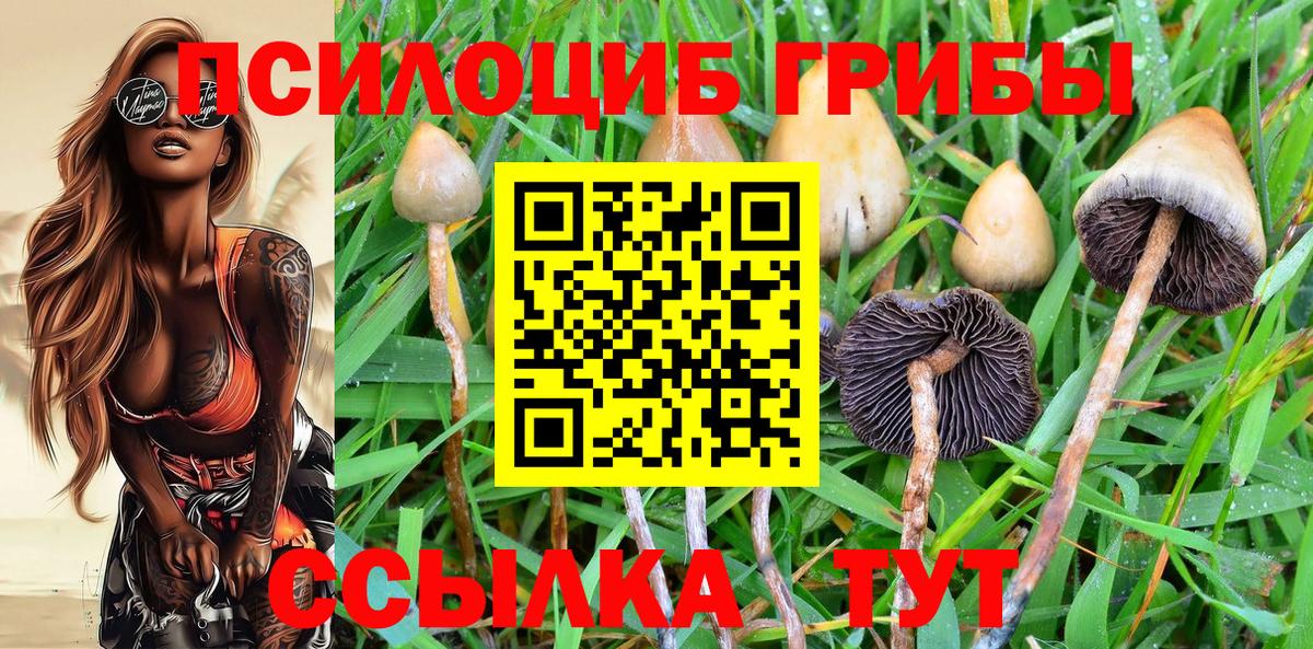 где можно купить наркотик  Галлюциногенные грибы Cubensis  Псилоцибиновые грибы GOLDEN TEACHER  Вход с VPN  Махачкала 
